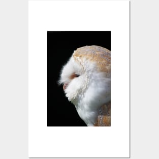 Barn Owl Posters and Art